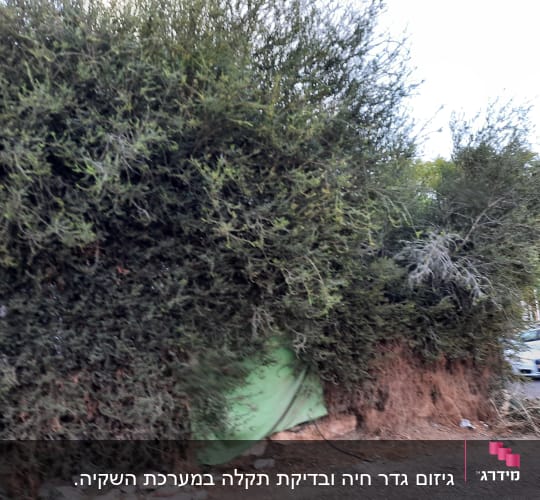 שיחים ירוקים עם יריעת בד ירוקה על הקרקע